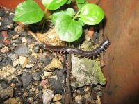 image of centipede