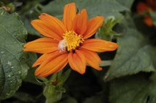 image of flower