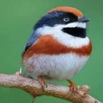 image of bird