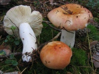 image of mushrooms