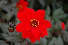 image of flower