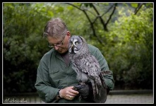 image of great_grey_owl