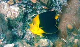 image of rock_beauty