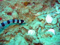 image of sea_snake