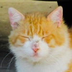 image of cat_face #6