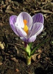 image of flower