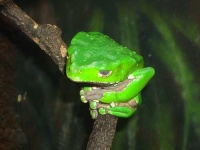 image of tree_frog #6