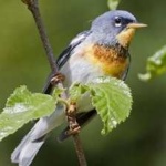 image of bird