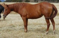 image of sorrel