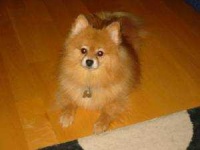 image of pomeranian #10