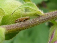 image of leafhopper