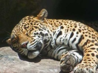 image of jaguar