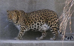 image of jaguar_car