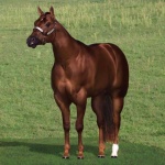 image of sorrel