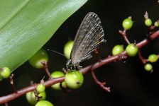 image of lycaenid
