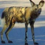 image of african_wild_dog #29