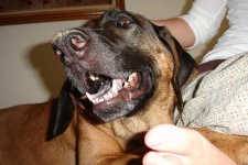 image of bloodhound