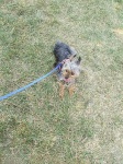 image of yorkshire_terrier #6