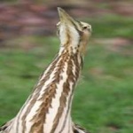 image of bird
