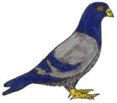 image of pigeon