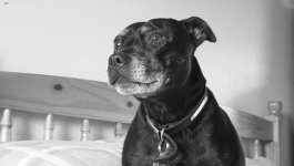 image of animal