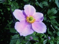 image of flower