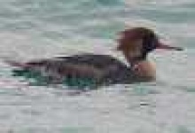 image of red_breasted_merganser