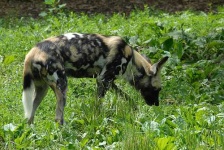 image of african_hunting_dog