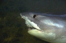 image of tiger_shark