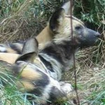 image of african_wild_dog #0