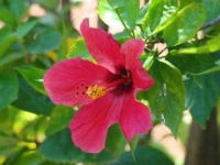 image of flower