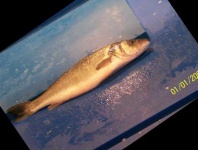 image of fish