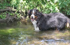 image of bernese_mountain_dog #6