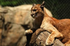 image of cougar