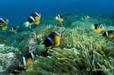 image of sea_anemone