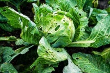 image of damage_to_cabbage_leaves