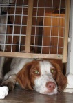 image of brittany_spaniel