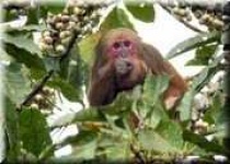 image of macaque
