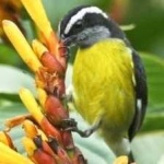 image of bird