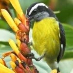 image of bananaquit #10