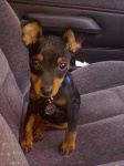 image of miniature_pinscher