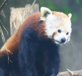 image of lesser_panda #0