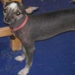 image of animal