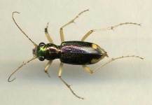 image of tiger_beetle #7