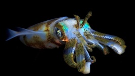 image of animal