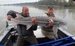 image of sturgeon