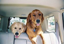 image of golden_retriever