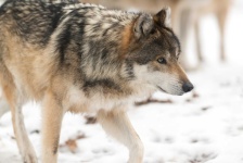 image of wolf #12