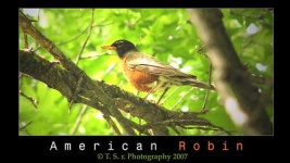 image of robin