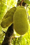 image of jackfruit